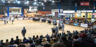 Expo Angus de otoño 2026: más de 1.050 reproductores y 130 expositores