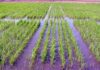 La superficie asignada al cultivo de arroz se redujo 12% en la campaña 2025/2026