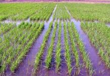 La superficie asignada al cultivo de arroz se redujo 12% en la campaña 2025/2026