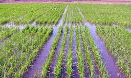 La superficie asignada al cultivo de arroz se redujo 12% en la campaña 2025/2026
