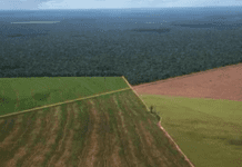 Sturzenegger sobre la Ley de Tierras Rurales: ‘Argentina se había prohibido crecer’