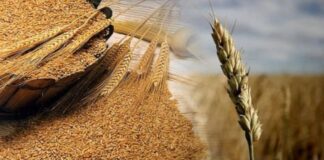 La cebada cervecera frente a un mercado global incierto