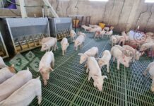 La producción porcina tuvo mejores márgenes en marzo