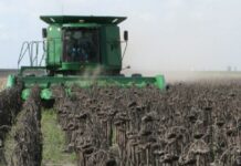 El girasol tuvo su mejor campaña de los últimos 25 años en el centro-norte de Santa Fe