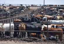La ocupación de los feedelot creció 4%