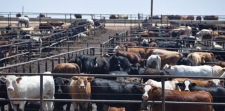 La ocupación de los feedelot creció 4%