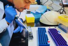 La chicharrita mete más presión que en 2025