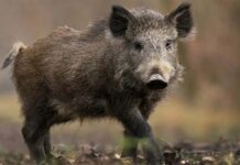 Alerta en la Patagonia por el avance del jabalí: impacto ambiental y pérdidas productivas