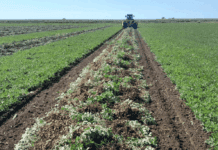 El maní no se suma al año récord del agro: la industria estima una caída del 31% en la cosecha