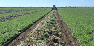 El maní no se suma al año récord del agro: la industria estima una caída del 31% en la cosecha