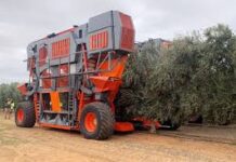 Una máquina argentina conquista Australia: ya cosecha el 65% de sus aceitunas