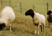 La “vaca loca” de los ovinos: cómo ingresó al país, cuáles son sus riesgos y qué medidas tomó el Senasa