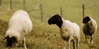 La “vaca loca” de los ovinos: cómo ingresó al país, cuáles son sus riesgos y qué medidas tomó el Senasa