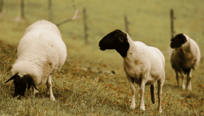 ovejas-dorper-senasa