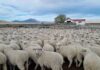 Scrapie: Chile restringió importaciones de riesgo, pero mantiene abierta la carne ovina argentina
