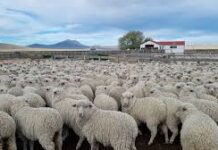 Scrapie: Chile restringió importaciones de riesgo, pero mantiene abierta la carne ovina argentina