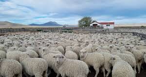 Scrapie: Chile restringió importaciones de riesgo, pero mantiene abierta la carne ovina argentina