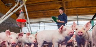 Productores de cerdo se movilizaron para exigir un valor de referencia de $2.500