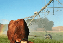 Rebajan a 10,5% el IVA para las tarifas de riego agroindustrial