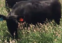 Sainfoin: la leguminosa que promete transformar la ganadería con más peso y menos emisiones