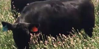 Sainfoin: la leguminosa que promete transformar la ganadería con más peso y menos emisiones