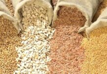 Semillas: el Gobierno busca reforzar la propiedad intelectual sin cambiar la ley