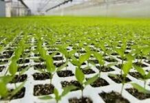 Semilleros: denuncian que cada vez se usa menos material fiscalizado