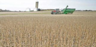 El desafío del agro argentino: cómo la innovación tecnológica emerge para cerrar la brecha histórica con Brasil