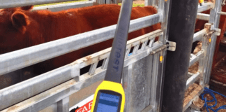 La identificación individual electrónica redefine la toma de decisiones