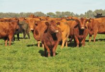 Oficial: el rodeo vacuno cayó en 2025 y cerró en 50,9 mill/cabezas