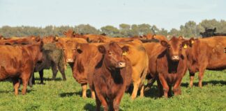 Oficial: el rodeo vacuno cayó en 2025 y cerró en 50,9 mill/cabezas