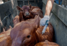 Medidas excepcionales para la ganadería ante contingencias climáticas