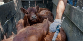 Medidas excepcionales para la ganadería ante contingencias climáticas