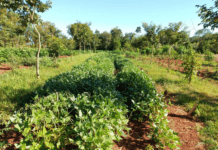 La yerba mate llegó a China y se abrió un nuevo frente exportador