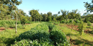 La yerba mate llegó a China y se abrió un nuevo frente exportador