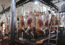 La exportación de carne bovina creció casi 54%