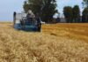 Fertilización “estratégica”: cómo sostener los rindes y mejorar la eficiencia en una campaña ajustada