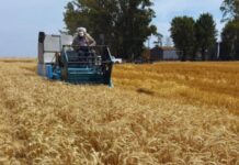 Fertilización “estratégica”: cómo sostener los rindes y mejorar la eficiencia en una campaña ajustada