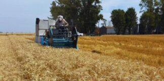 Fertilización “estratégica”: cómo sostener los rindes y mejorar la eficiencia en una campaña ajustada