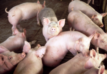 La producción porcina creció 15,7% durante el primer trimestre de 2026