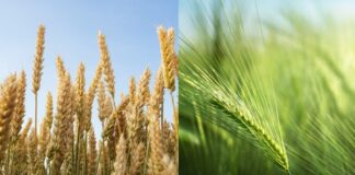 Trigo y cebada 2026/27, con márgenes positivos pero frágiles en el sudeste