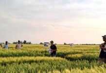 Trigo: más kilos con la mejor genética