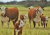 La toma de créditos para inversión en la ganadería creció 35% interanual