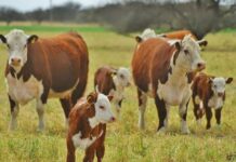 La toma de créditos para inversión en la ganadería creció 35% interanual