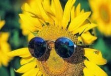 El girasol apunta a otra cosecha récord en 2026/27: proyectan 8 mill/tn
