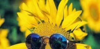 El girasol apunta a otra cosecha récord en 2026/27: proyectan 8 mill/tn