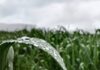 No hay que hacer producir solo el cultivo, hay que hacer producir el agua.