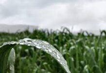 No hay que hacer producir solo el cultivo, hay que hacer producir el agua.