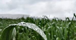 No hay que hacer producir solo el cultivo, hay que hacer producir el agua.