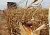 Con números ajustados Argentina alcanza nuevo récord productivo